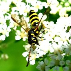 Sapyga centrata