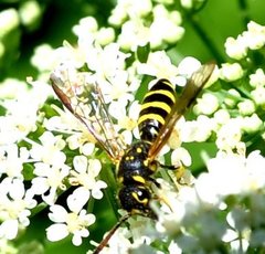 Sapyga centrata