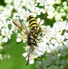 Sapyga centrata