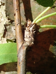 Caragana arborescens