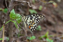 Papilio demoleus