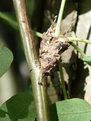 Caragana arborescens