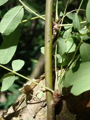 Caragana arborescens