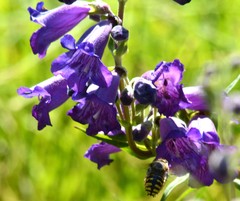Anthidium manicatum