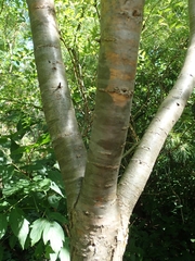 Caragana arborescens