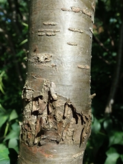 Caragana arborescens