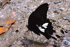 Papilio nephelus