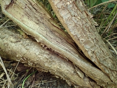 Caragana arborescens