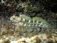 Rippled Blenny photo 1