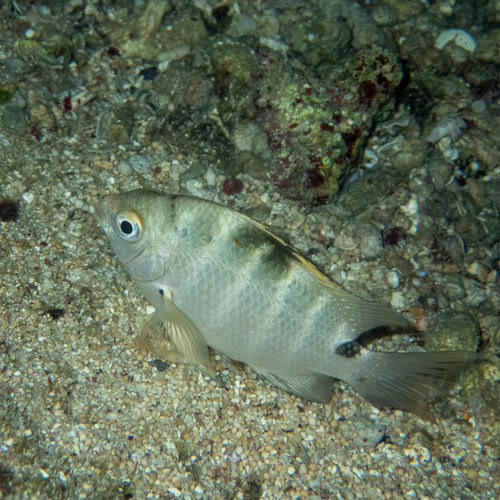 Blackspot Sergeant (Abudefduf sordidus)