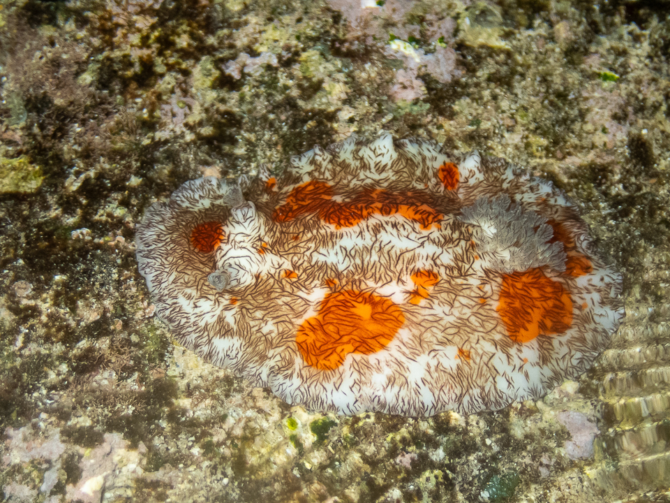 Lined Pancake Dorid