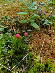 Vaccinium microcarpum