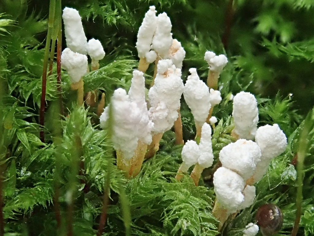 Cordyceps farinosa