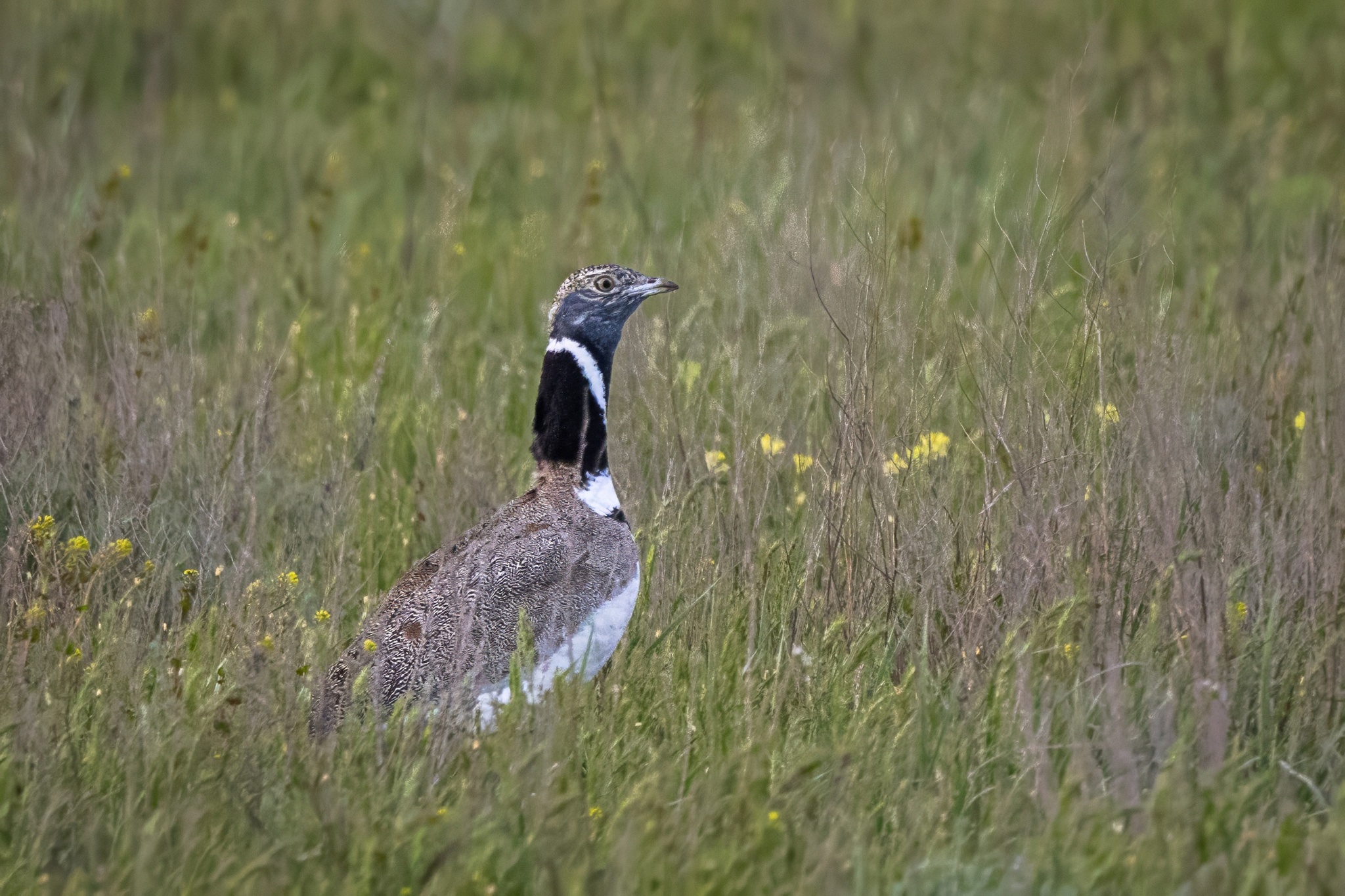 Little Bustard (Tetrax tetrax)