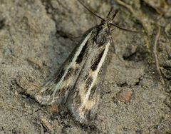 Orocrambus corruptus