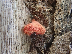 Crepidotus cinnabarinus