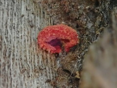 Crepidotus cinnabarinus