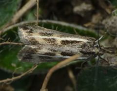 Orocrambus corruptus