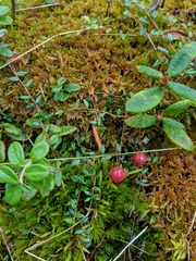 Vaccinium microcarpum