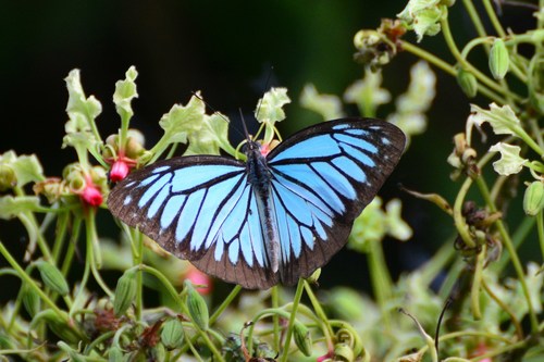 Common Wanderer in the wild — India wildlife