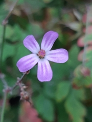Geranium robertianum