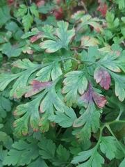 Geranium robertianum