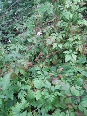 Geranium robertianum