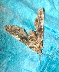 Elophila tinealis
