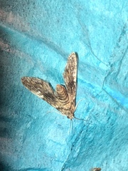 Elophila tinealis