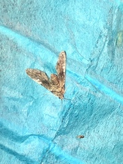 Elophila tinealis