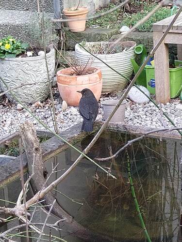 Amsel