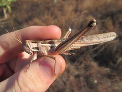 Austracris guttulosa
