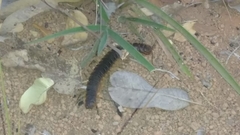 Scolopendra viridicornis