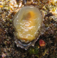 Siphonaria australis