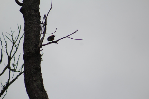 Yellow-backed Oriole (Icterus chrysater), photo 10