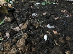 Coprinus sterquilinus