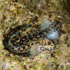 Montano's Rockskipper photo 1