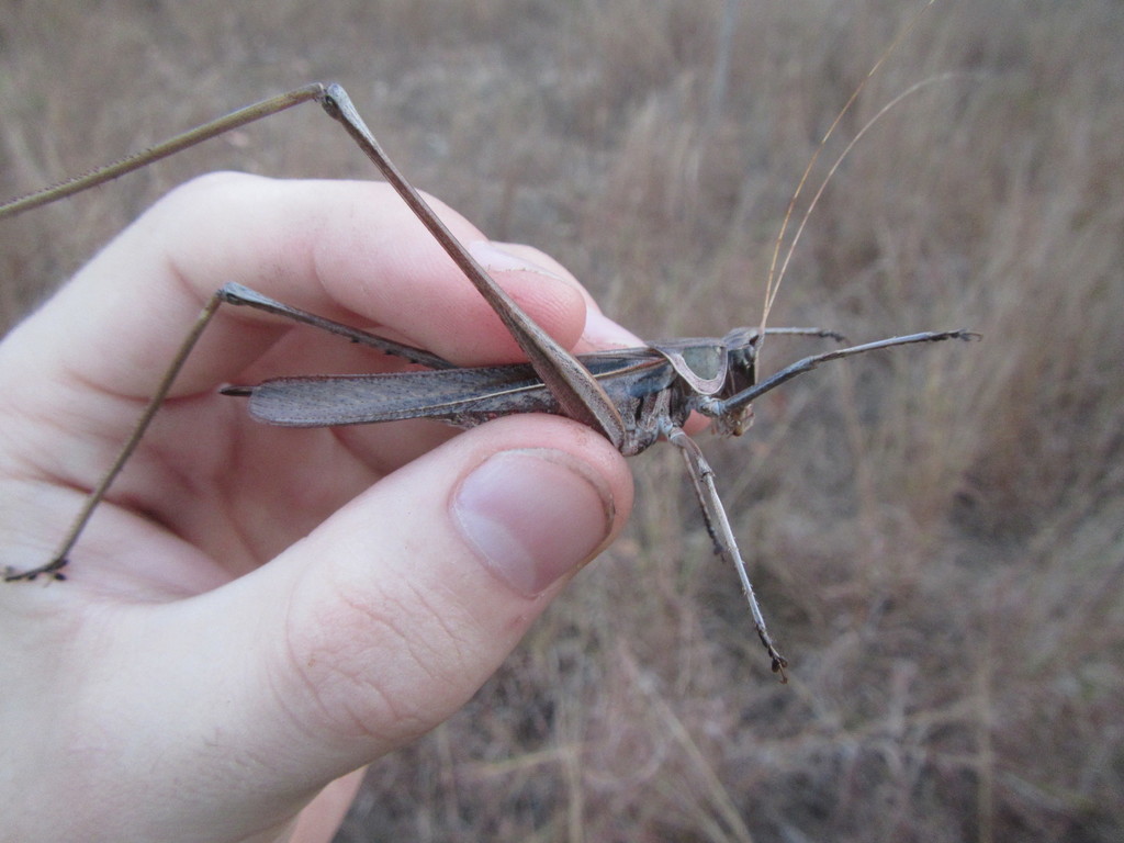 Rhachidorus longipennis
