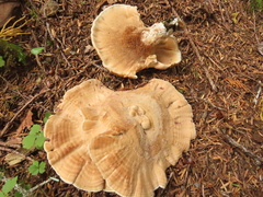 Sarcodon stereosarcinon