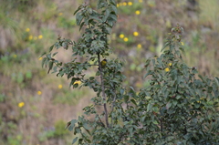 Myioborus melanocephalus