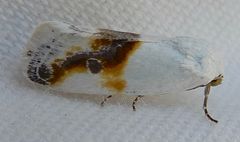 Ponometia binocula