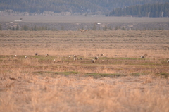 Centrocercus urophasianus