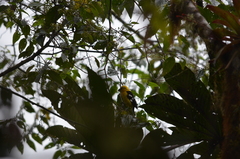 Pheucticus chrysogaster