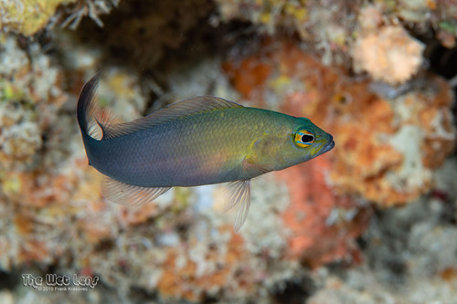 Pseudochromis dixurus observed 2019-05-25