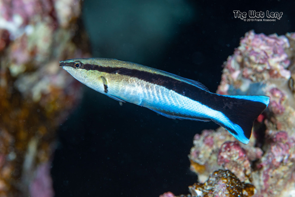 Bluestreak Cleaner Wrasse