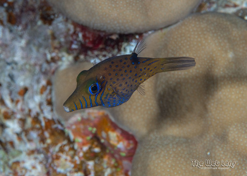 Pygmy Toby — seen at this dive site