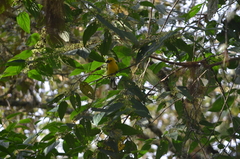 Pheucticus chrysogaster