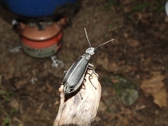 Epicauta cinerea-group