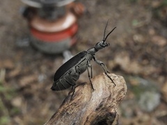 Epicauta cinerea-group