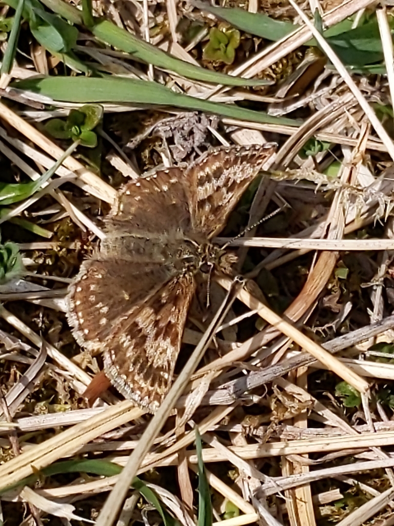 Dingy Skipper
